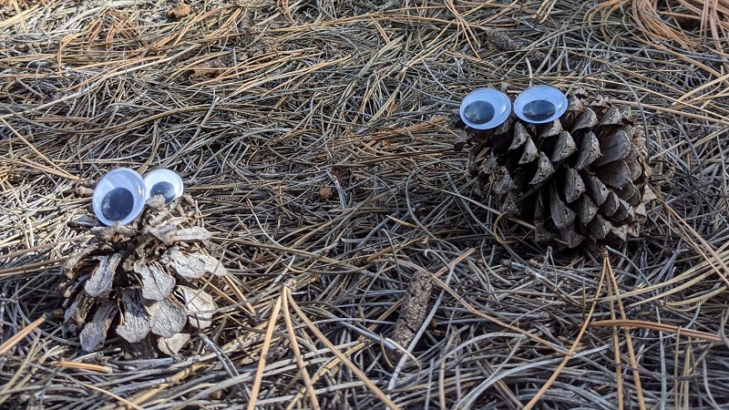 Two pinecones with googly eyes on the forest floor