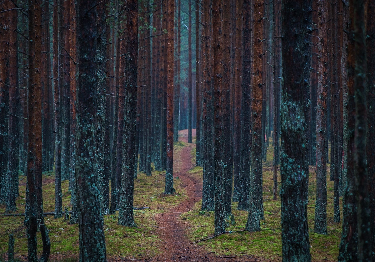 Pathway in the woods