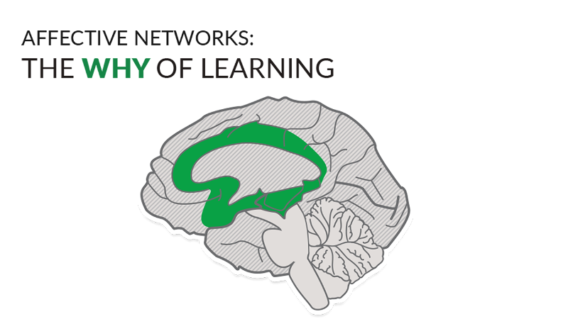 Illustration of the brain with the affective networks (the WHY of learning) at the center of the brain highlighted in green