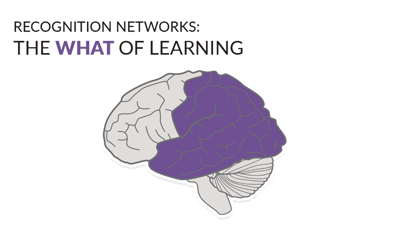 Illustration of the brain with the recognition networks (the WHAT of learning) at the back of the brain highlighted in purple