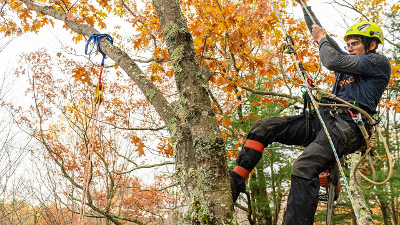 A person in gear working in a tree outside
