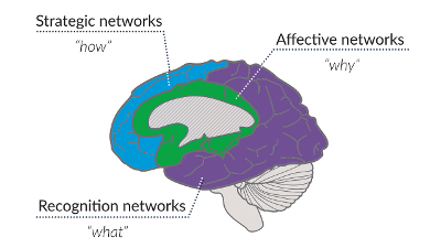 Illustration of the brain with the 3 UDL networks highlighted