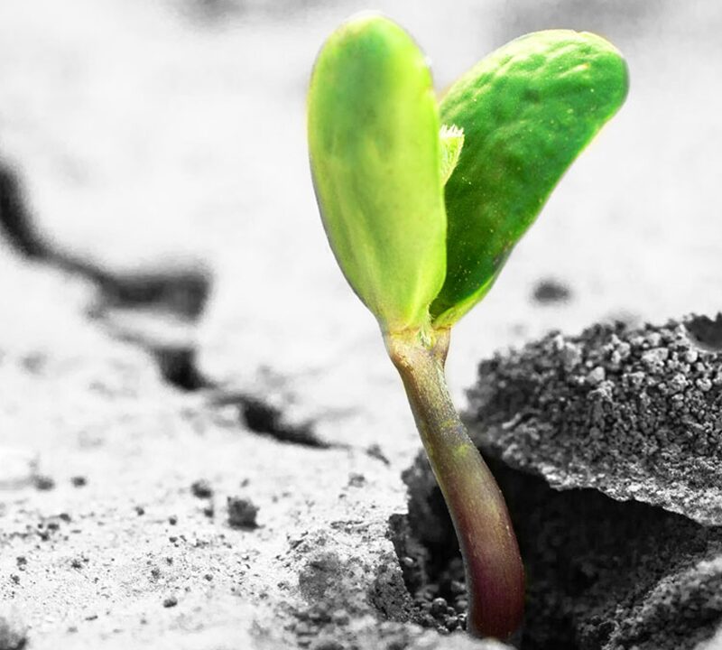 A sprout breaking through the pavement